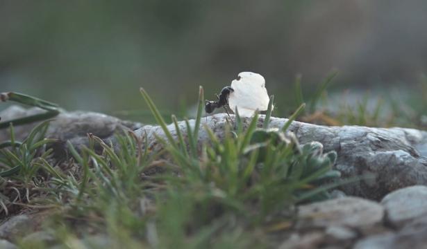 Le printemps ne savait pas