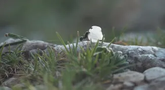 Le printemps ne savait pas